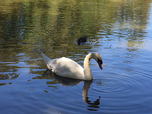 istock white swan swimming in the pond 629343200