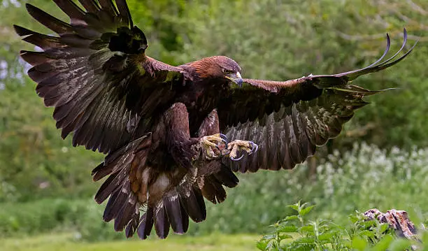 A Golden Eagle coming in to land on a tree stump.