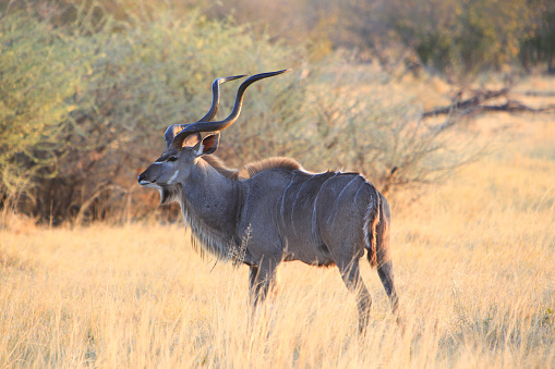 Kudu mayor macho en Moremi, delta del Okavango, Botsuana photo