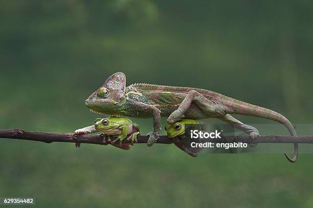 Chameleon Is Walking Through The Two Frogs Stock Photo - Download Image Now - Madagascar, Chameleon, Macrophotography