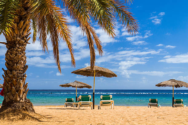 istock Turquoise sea, deckchairs, white sand and palms, sun 629355014