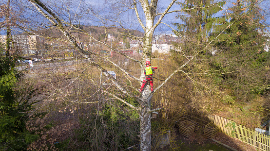 Salzburg, Austria - January 9, 2016: Tree surgeon hanging from ropes in the crown of a tree using a chainsaw to cut branches down. The adult male is wearing full safety equipment.