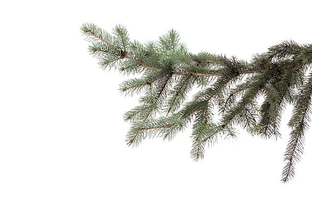 istock green fir branch 629355752