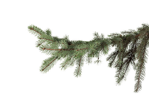 istock green fir branch 629355808