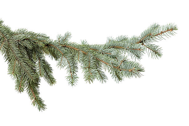 istock green fir branch 629355978