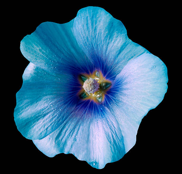 istock Turquoise-blue  flower bell   black isolated background with clipping path. Closeup. 629356200