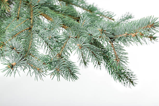 istock green fir branch 629356348