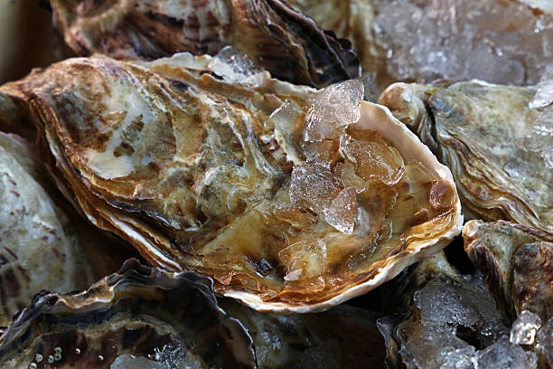 Fresh big raw oysters on ice