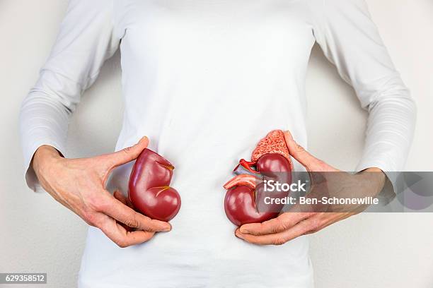 Woman Holding Model Kidney Halves At Body Stock Photo - Download Image Now - Nephropathy, Organ Donation, Healthcare And Medicine