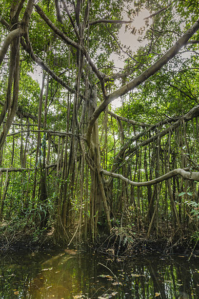 istock banyan tree with the sun ray reflection in the watercourse 629358856