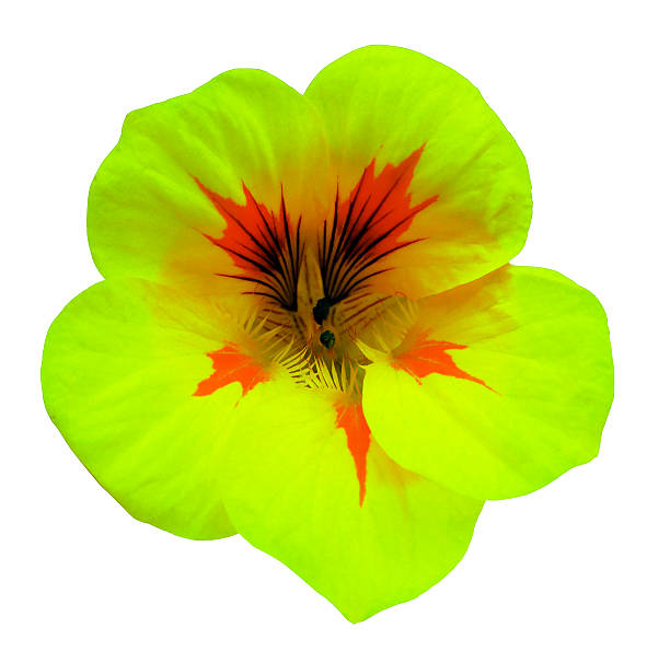 istock Flower yellow-green Petunia. Isolated on a white background. 629364252