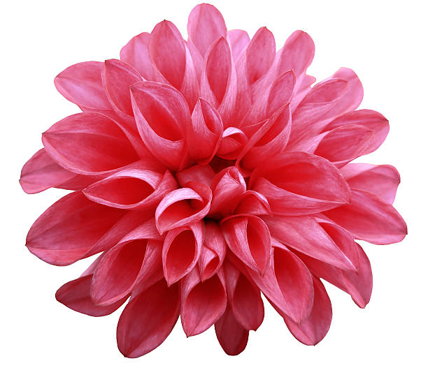 istock flower  red  dahlia  isolated on white background is no shade. 629366246