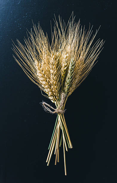 istock Spikelets of wheat on black  background 629369188
