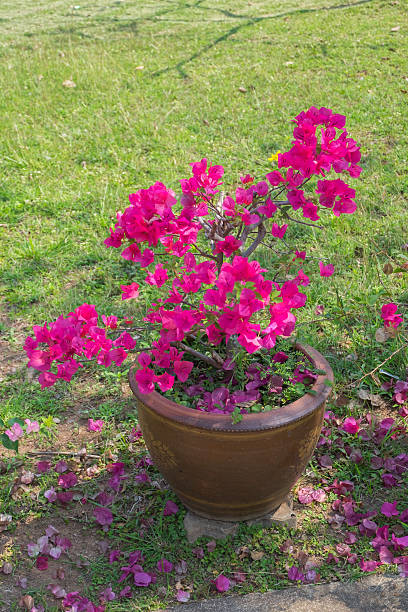 istock Bougainvillea,Paper flower on evening 629369624