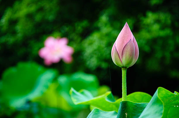 istock Blossoming lotus flower 629369680
