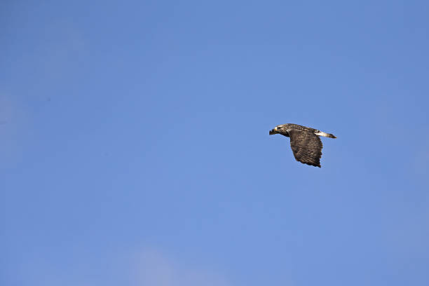 rough-legged buzzard (buteo lagopus) in flight on a blue sky. - rough legged hawk bird of prey hawk animals in the wild imagens e fotografias de stock