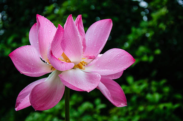 istock Blossoming lotus flower 629374902