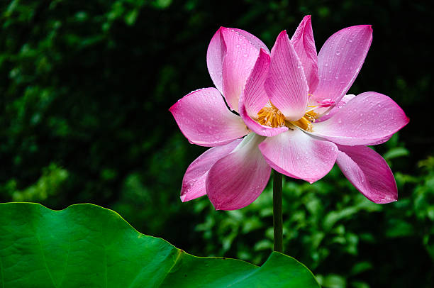 istock Blossoming lotus flower 629374956