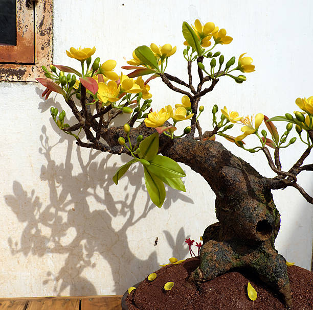 wietnamski wiosenny kwiat, kwiat moreli gliny - lunar new year zdjęcia i obrazy z banku zdjęć