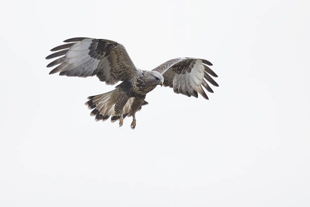 rough-legged buzzard (buteo lagopus) hovering in the sky. - rough legged hawk bird of prey hawk animals in the wild imagens e fotografias de stock
