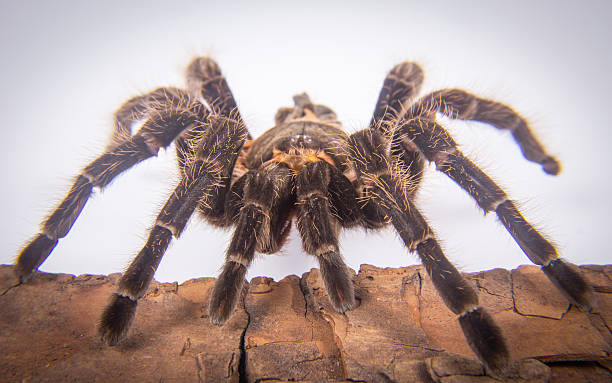 istock Closeup of mexican spider -tarantula (brachypelma albopilosum) 629376194