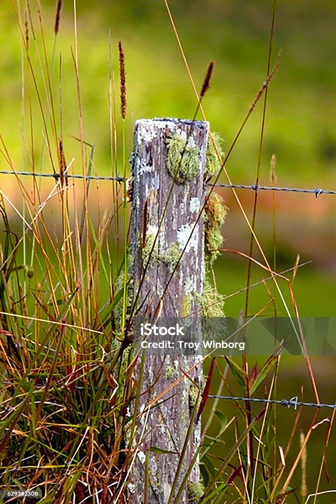 fence post Animals In The Wild Stock Photo