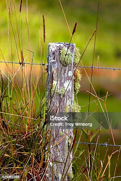 Fence Post Stock Photo - Download Image Now - Animals In The Wild, Beauty, Beauty In Nature