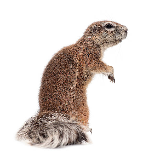 istock Cape Ground Squirrel, Xerus inauris, standing against white background 629383778