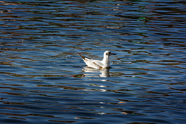 istock Seagulls in Green lake parks 629383960