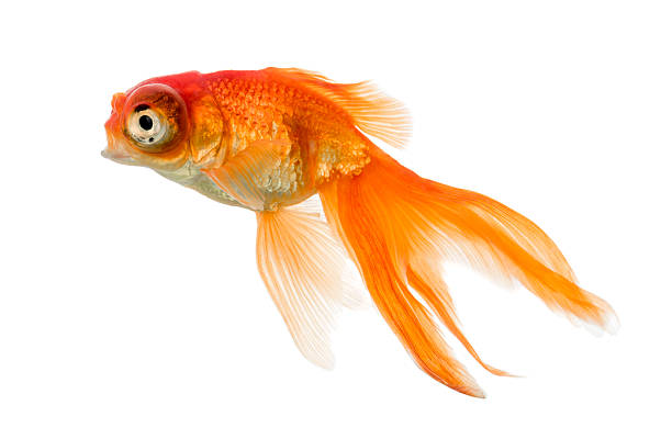 istock Side view of a Goldfish swimming islolated on white 629384724