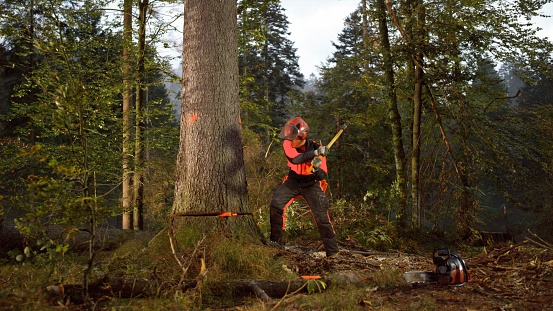 Lumberjack using axe while cutting tree in forest.