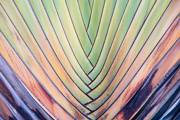Travellers Palm stock photo