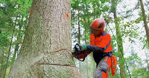 Lumberjack using chainsaw while cutting tree in forest.
