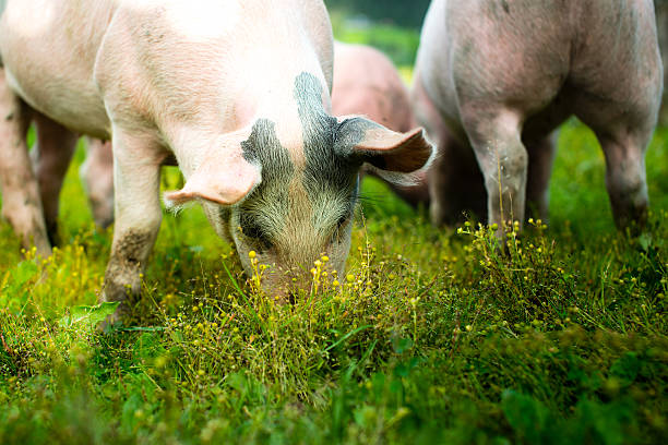 istock pigs outside in the grass 629386576
