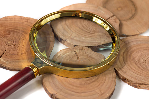 istock Concept dendrochronology. tree trunks clearly visible annual rin 629388950