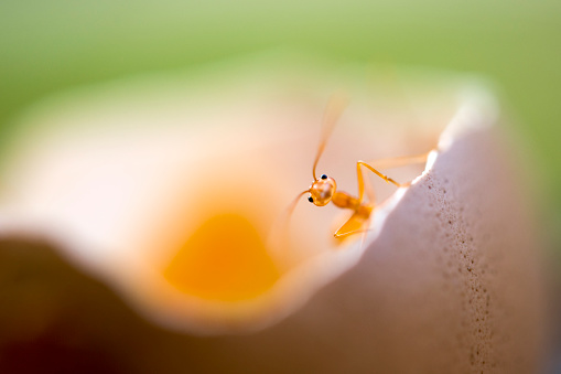 cute little red ant alone ltear food in a chicken egg in thailand