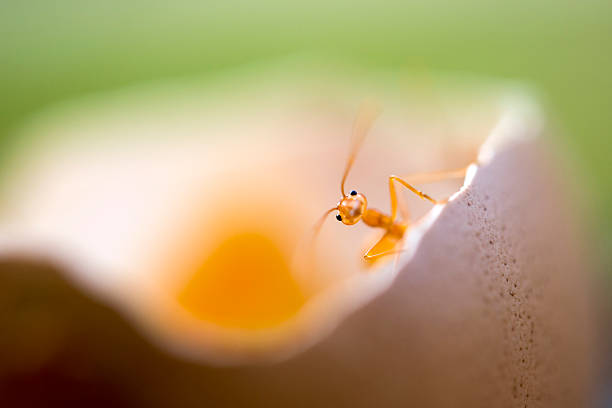 cute little lonely red ant cute little red ant alone ltear food in a chicken egg in thailand edible ants stock pictures, royalty-free photos & images