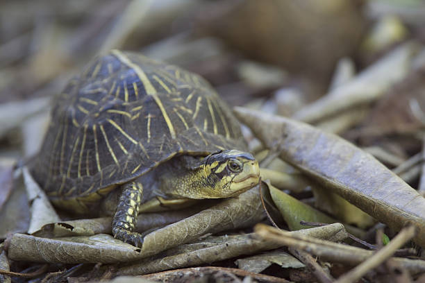 Free Box Turtle 40+ Florida Box Turtle Stock Photos, Pictures & Royalty-Free Images ...