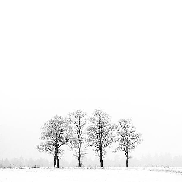 istock Winter landscape with frozen group of trees 629397408