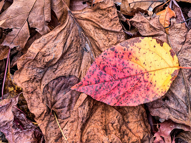 istock Autumn leaves in forest 629403494