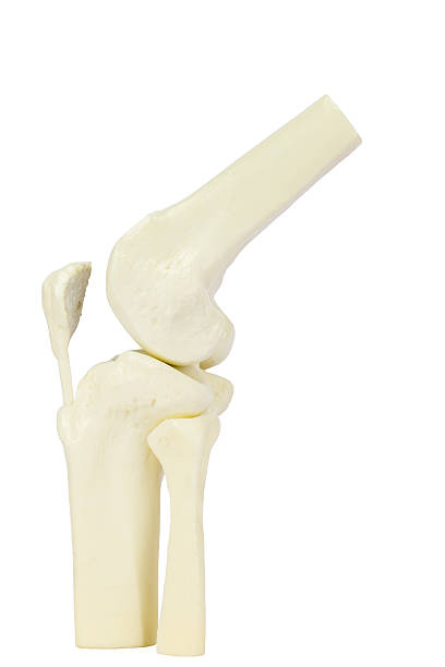 Knee joint model of human leg stock photo