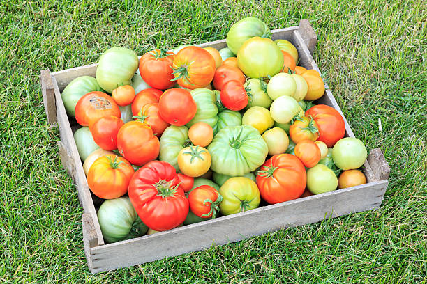 istock tomatoes in a wooden box 629411488