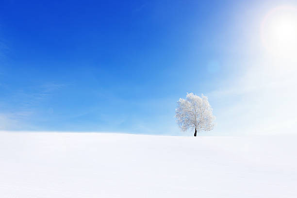 istock Alone Tree in the snow on a field winter 629411912