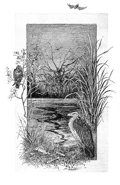 River Scene with vulture, owl and bat