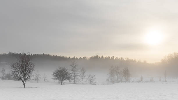 istock Snow fog of Swedish forest 629412142