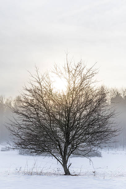 istock Snow fog of Swedish forest 629412312