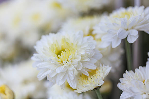 istock Bouquet of flowers white chrysanthemums. 629412322