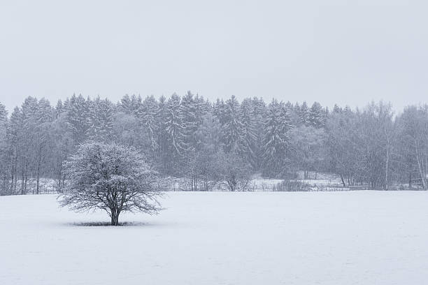 istock Isolated tree and snowfall against Swedish forest 629412518