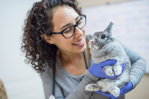 Female veterinarian holding a bunny for a checkup