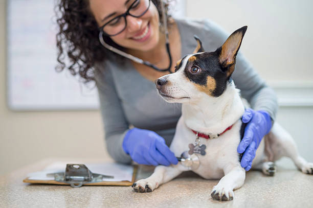 istock Female veterinarian doing a checkup on small dog 629413482